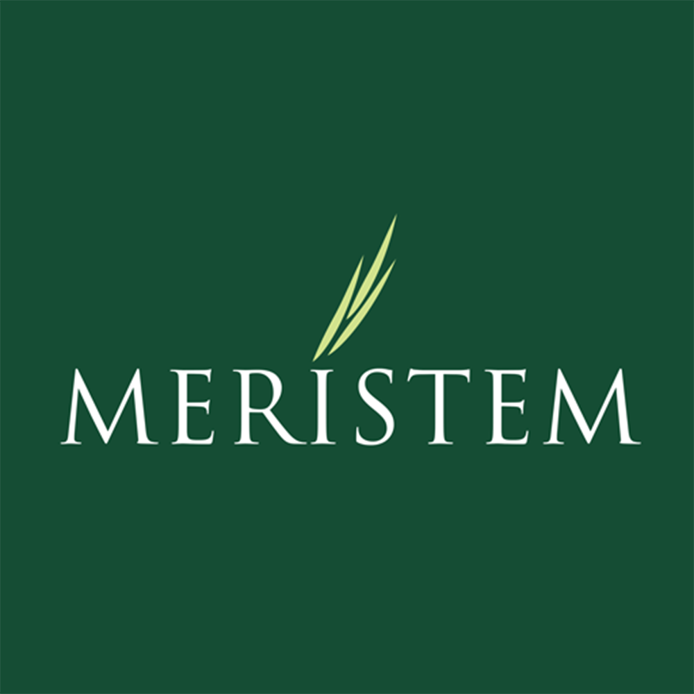 Meristem